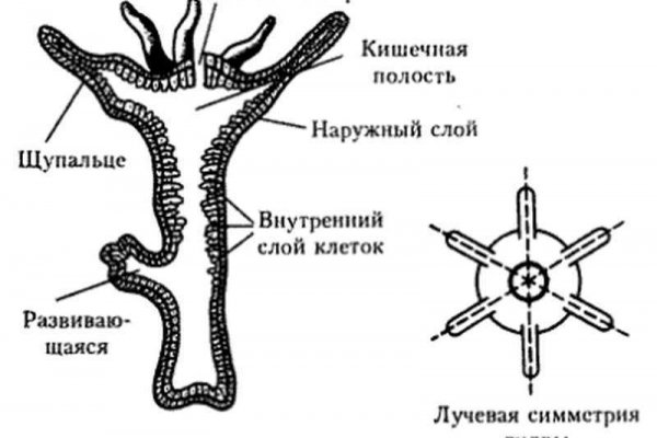 Кракен не грузит